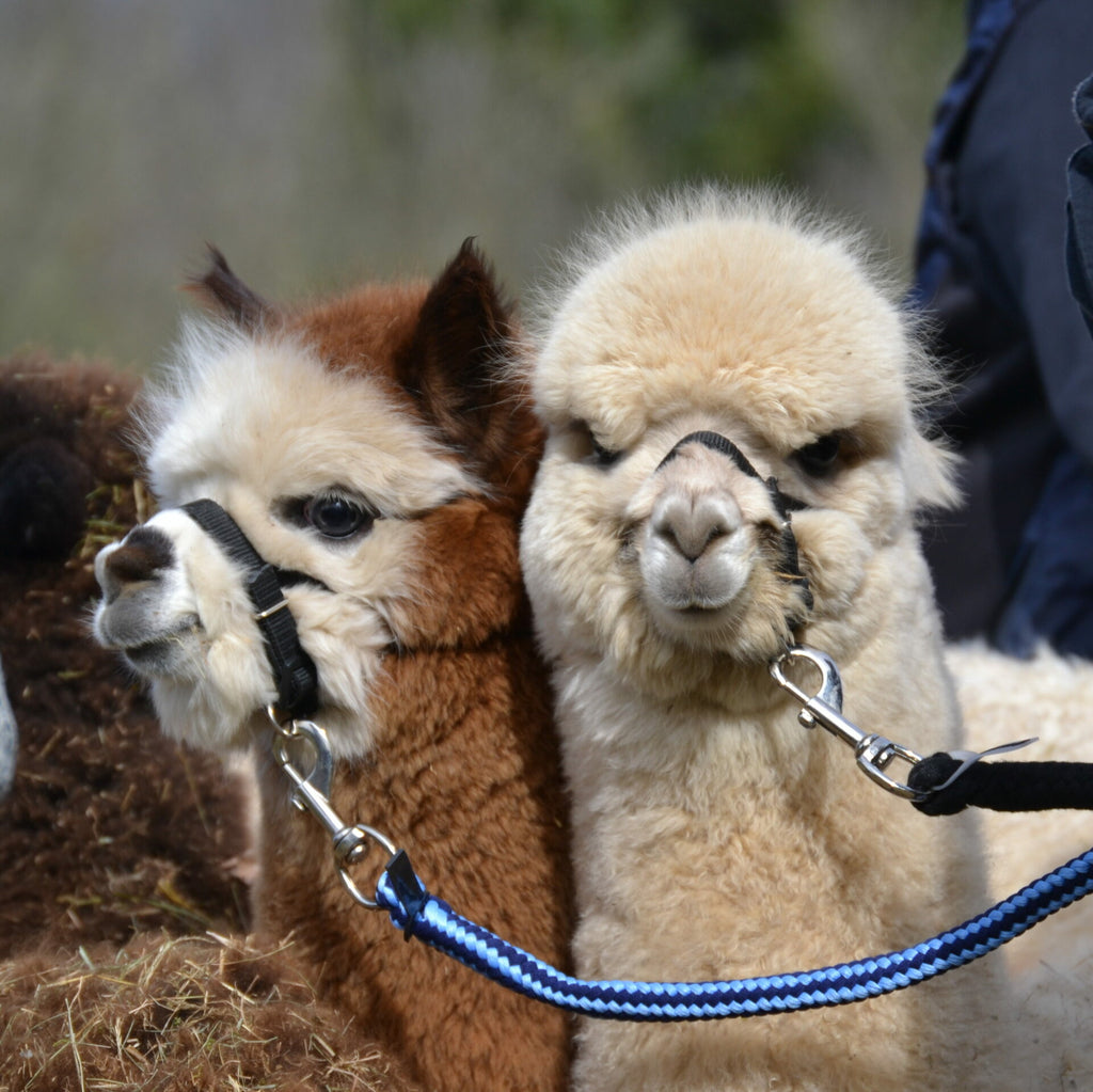 Kindergeburtstag bei unseren Alpakas