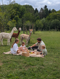 Picknick